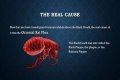 What Really Caused the Black Death: Anthrax or Celestial Bodies?